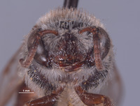 Colletes peninsularis image