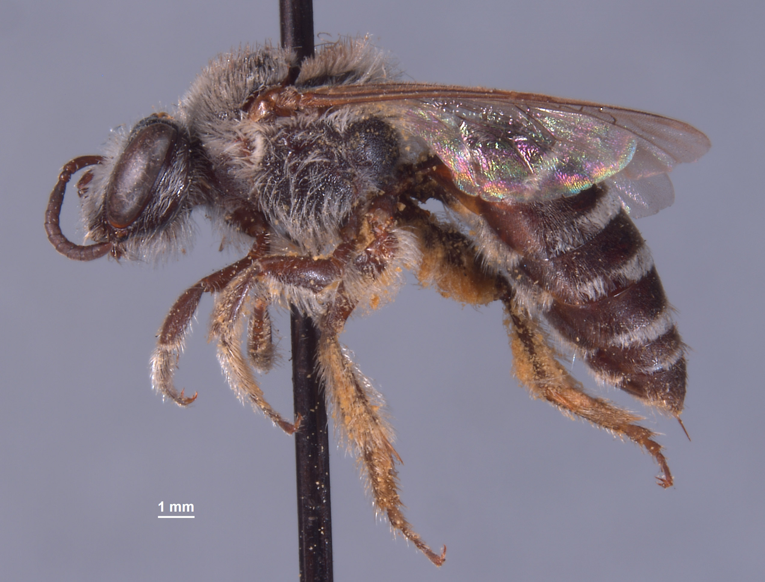 Colletes peninsularis image