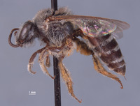 Colletes peninsularis image