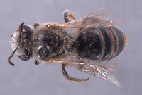 Colletes solitarius image