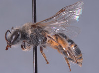 Colletes solitarius image
