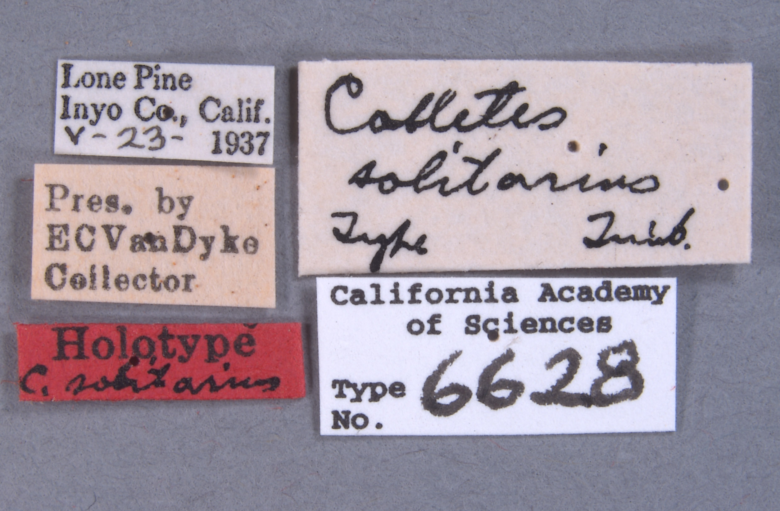 Colletes solitarius image