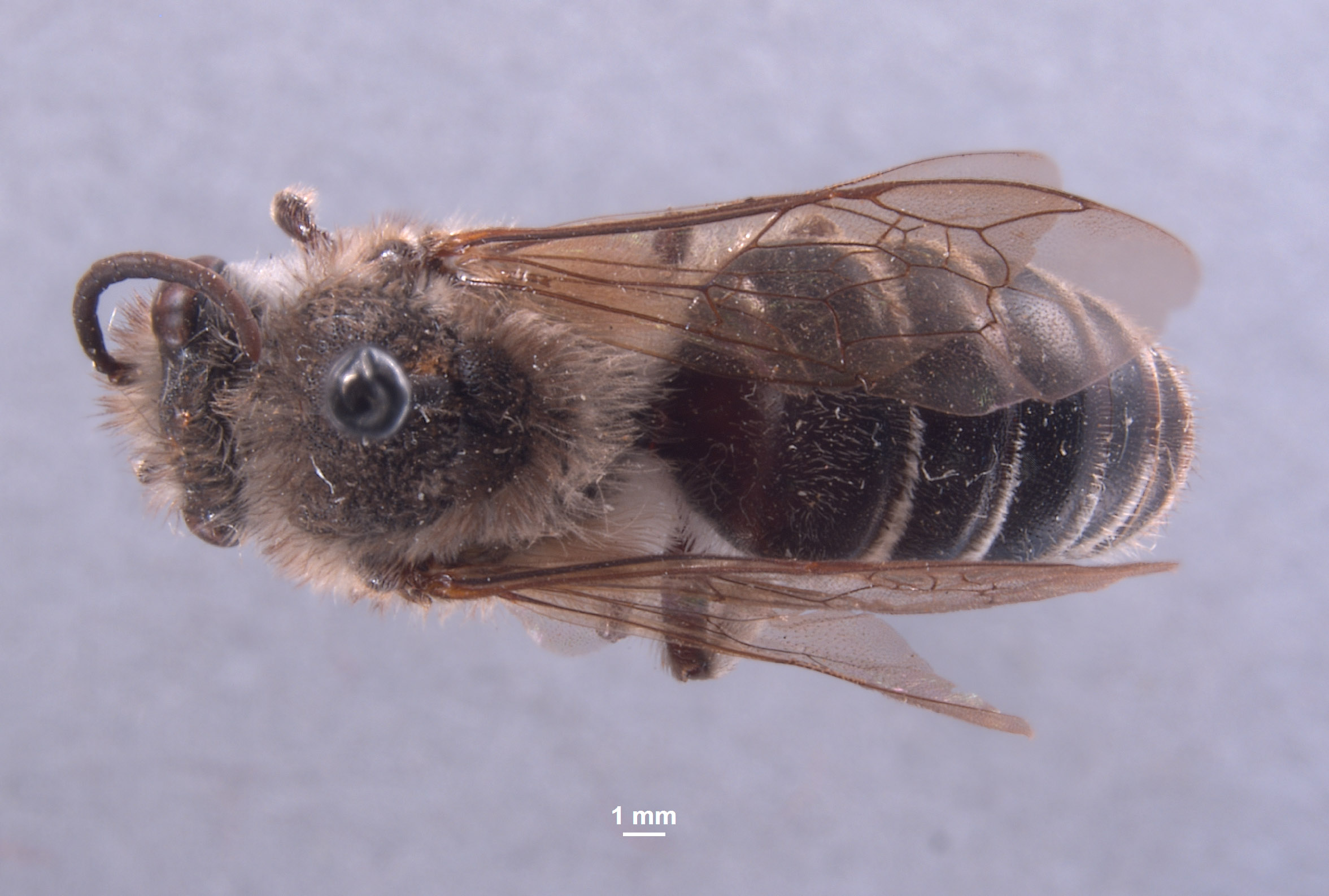 Colletes vandykei image