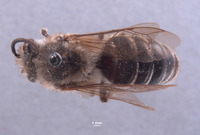 Colletes vandykei image