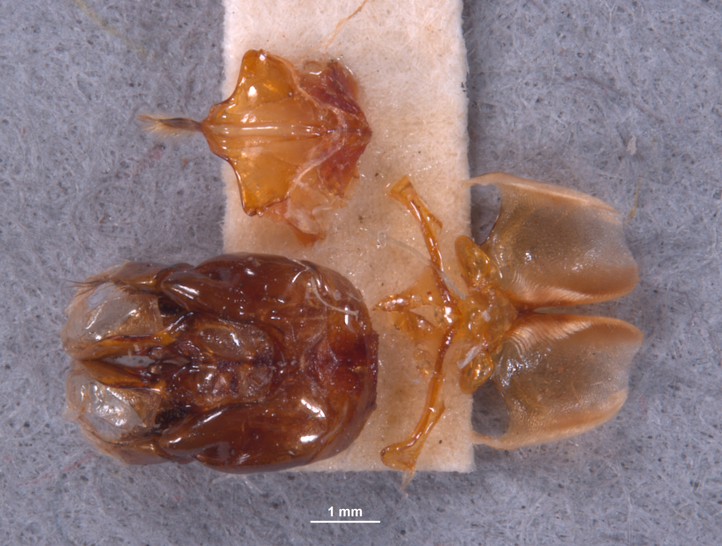 Colletes vandykei image