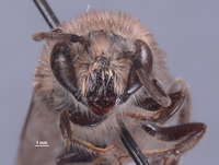 Colletes vandykei image