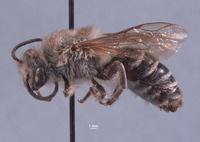 Colletes vandykei image
