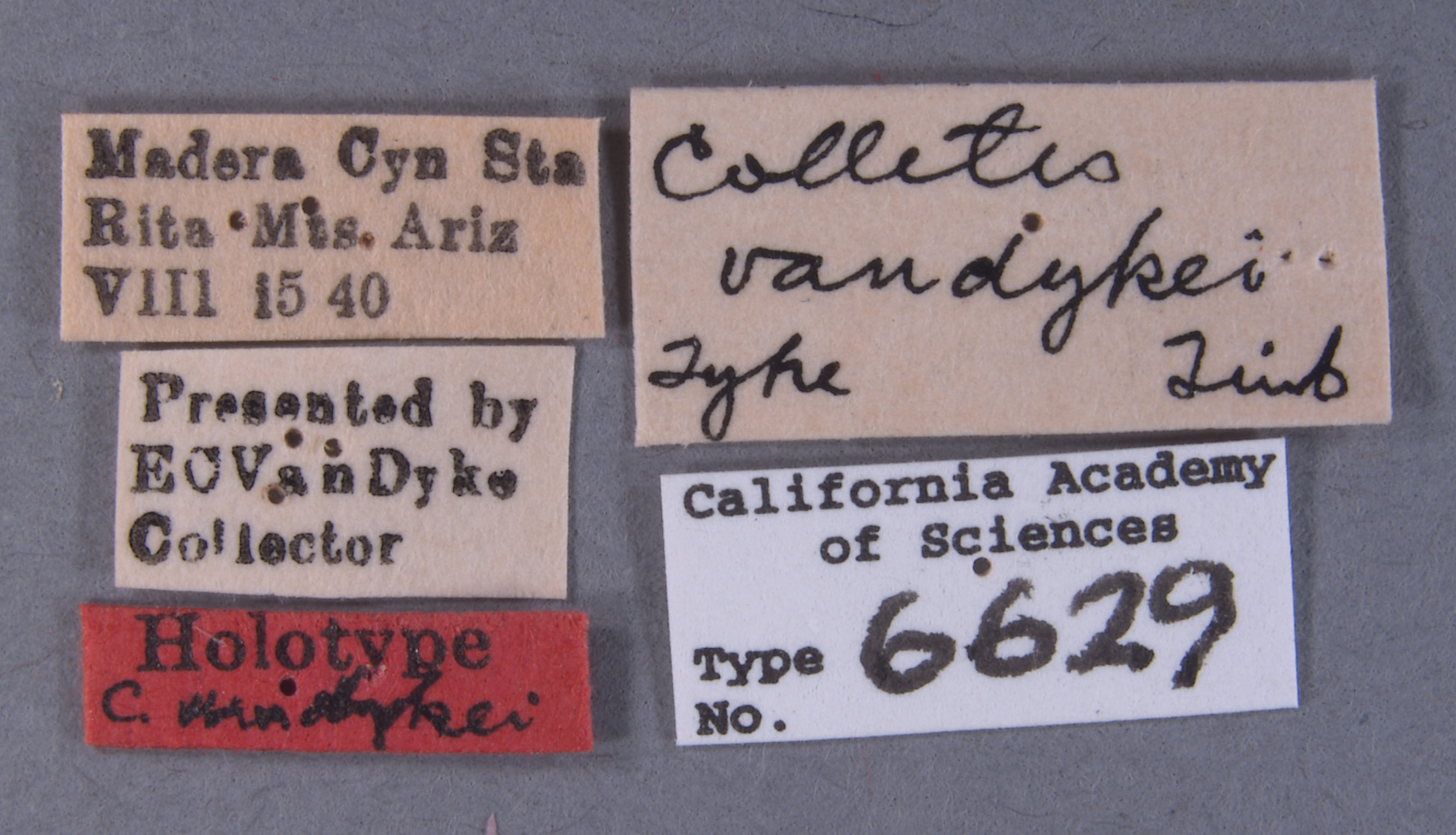 Colletes vandykei image