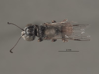 Image of Aphilanthops bechteli
