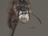 Aphilanthops bechteli image