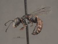 Aphilanthops bechteli image