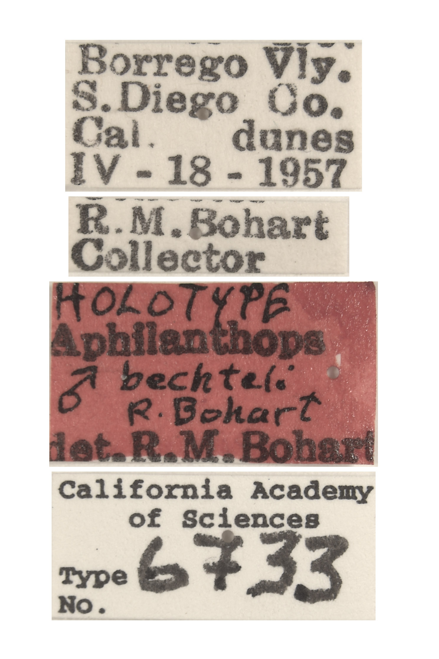 Aphilanthops bechteli image