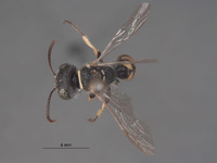 Aphilanthops californica image