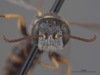 Aphilanthops californica image