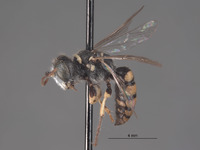 Aphilanthops californica image