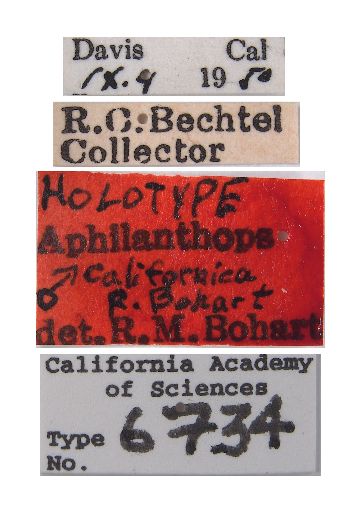 Aphilanthops californica image