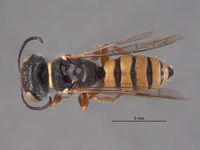 Aphilanthops dreisbachi image