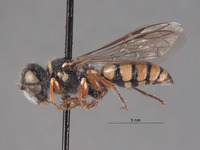 Aphilanthops dreisbachi image