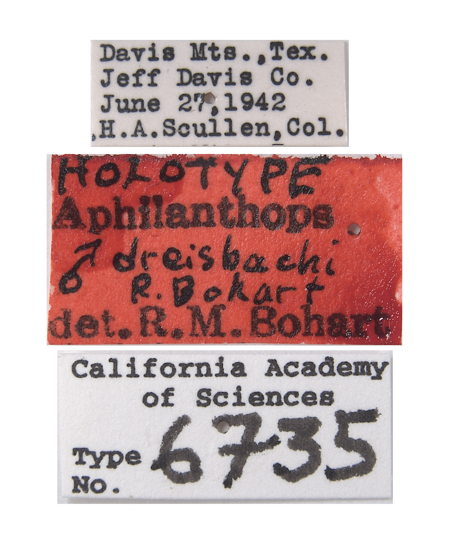 Aphilanthops dreisbachi image