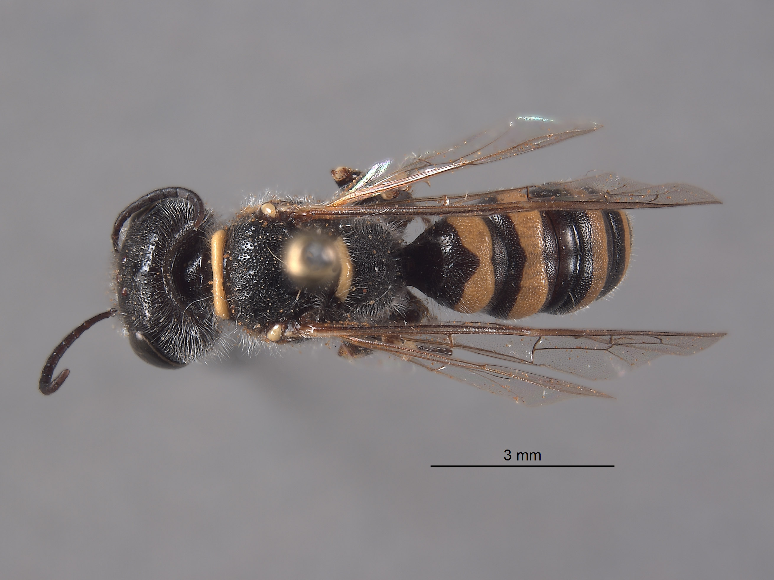 Aphilanthops haigi image