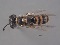 Image of Aphilanthops haigi