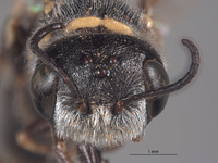 Aphilanthops haigi image