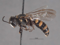 Aphilanthops haigi image