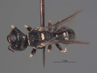 Lindenius californicus image