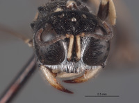 Lindenius californicus image