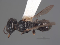 Lindenius inyoensis image