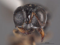 Lindenius inyoensis image