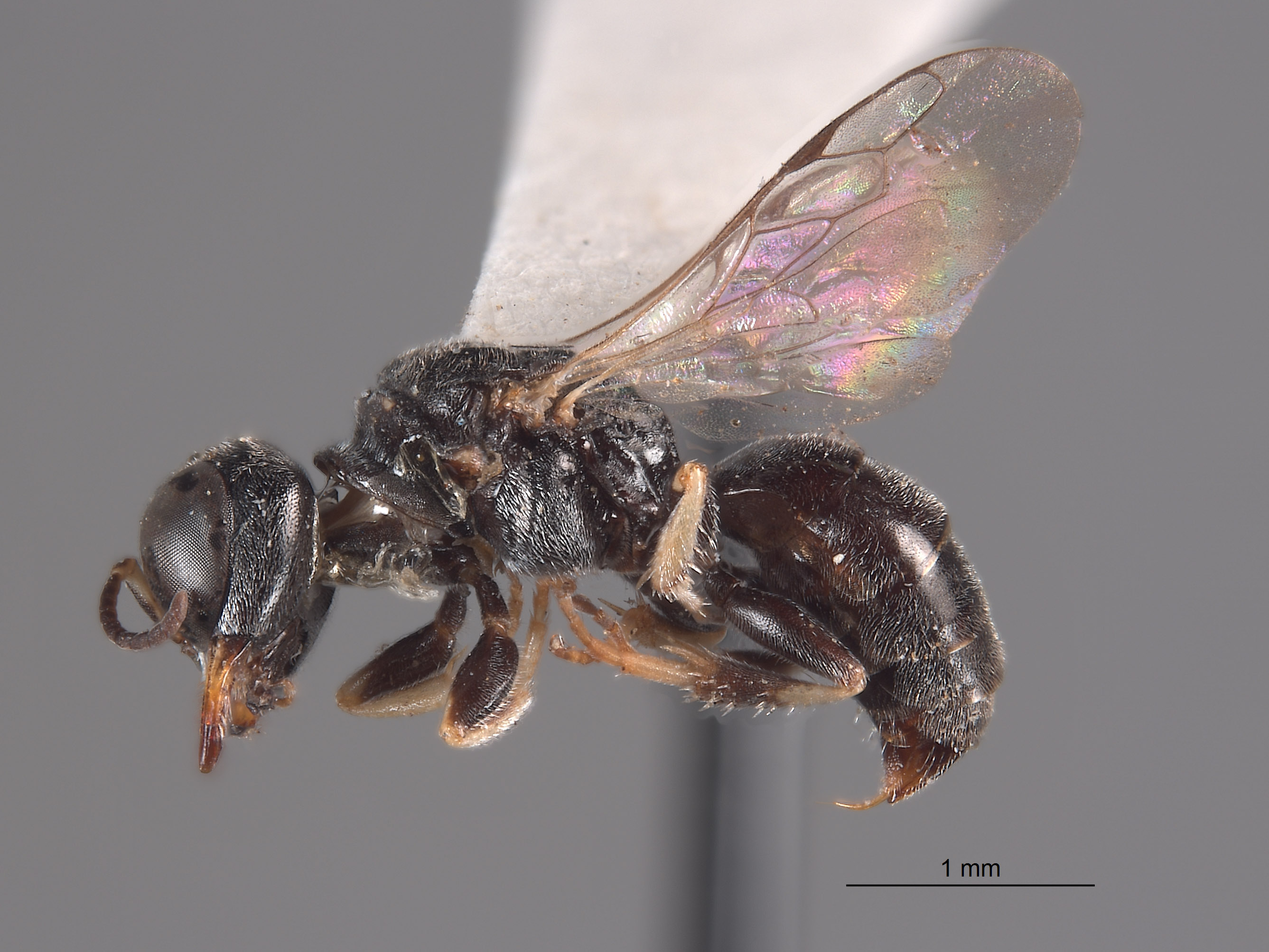 Lindenius inyoensis image