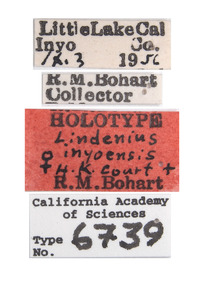 Lindenius inyoensis image