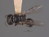 Lindenius neomexicanus image