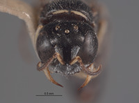 Lindenius neomexicanus image