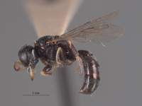 Image of Lindenius neomexicanus