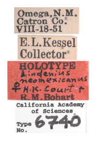 Lindenius neomexicanus image