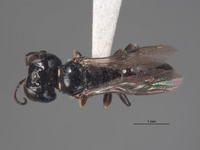 Lindenius tylotis image