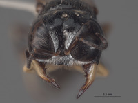 Lindenius tylotis image