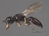 Image of Lindenius tylotis