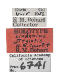 Lindenius tylotis image