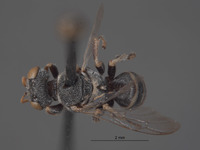 Oxybelus argypheum image