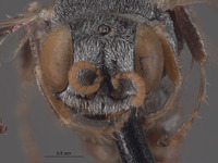 Oxybelus argypheum image