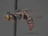 Oxybelus argypheum image