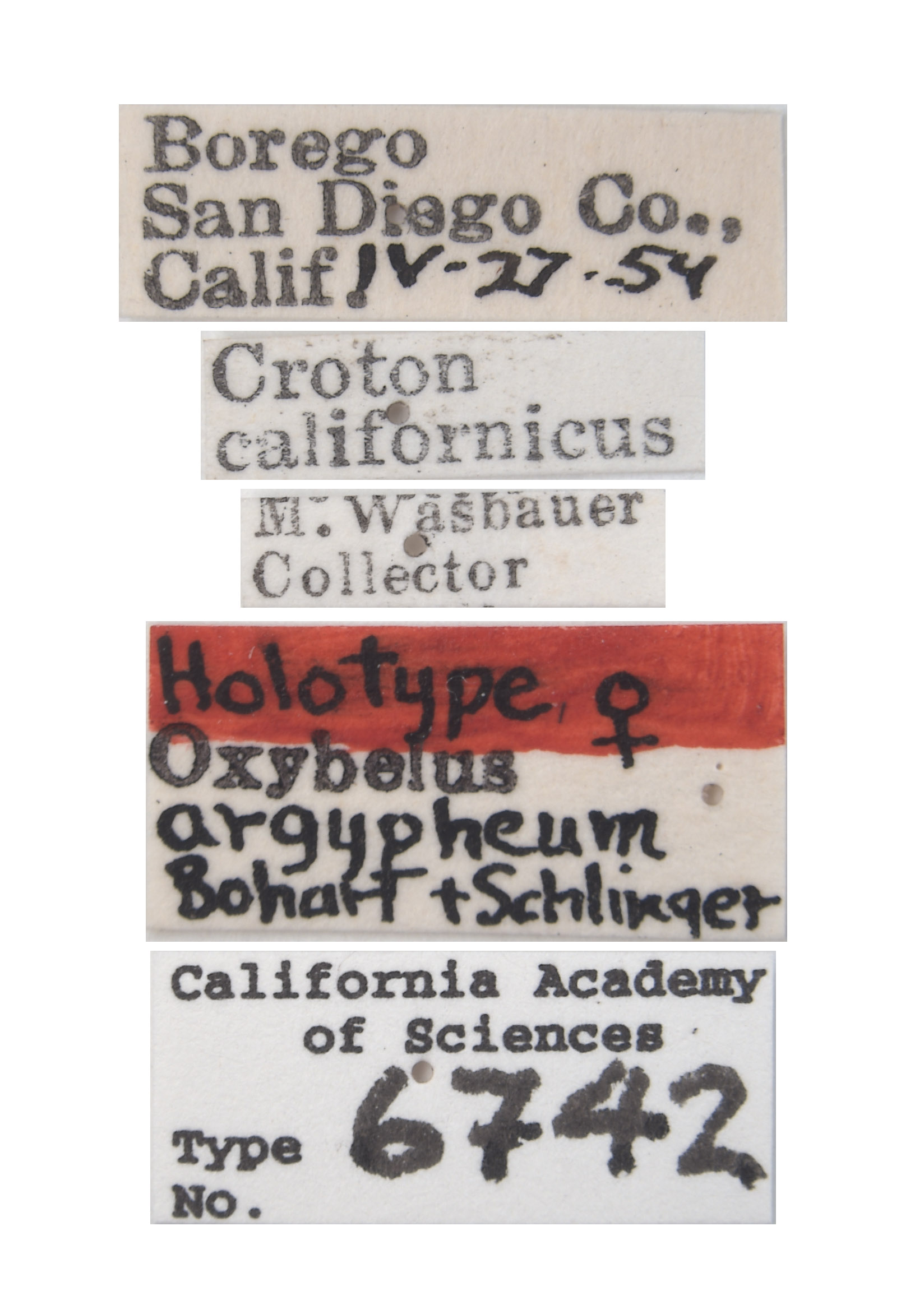 Oxybelus argypheum image