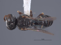 Oxybelus canalis image