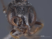 Oxybelus canalis image