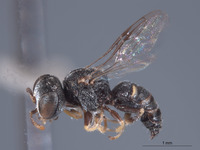 Image of Oxybelus canalis