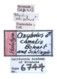 Oxybelus canalis image