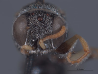 Oxybelus crandalli image